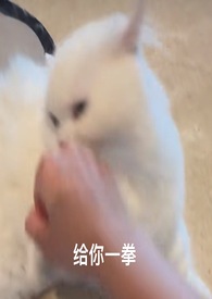 喵喵1V1po